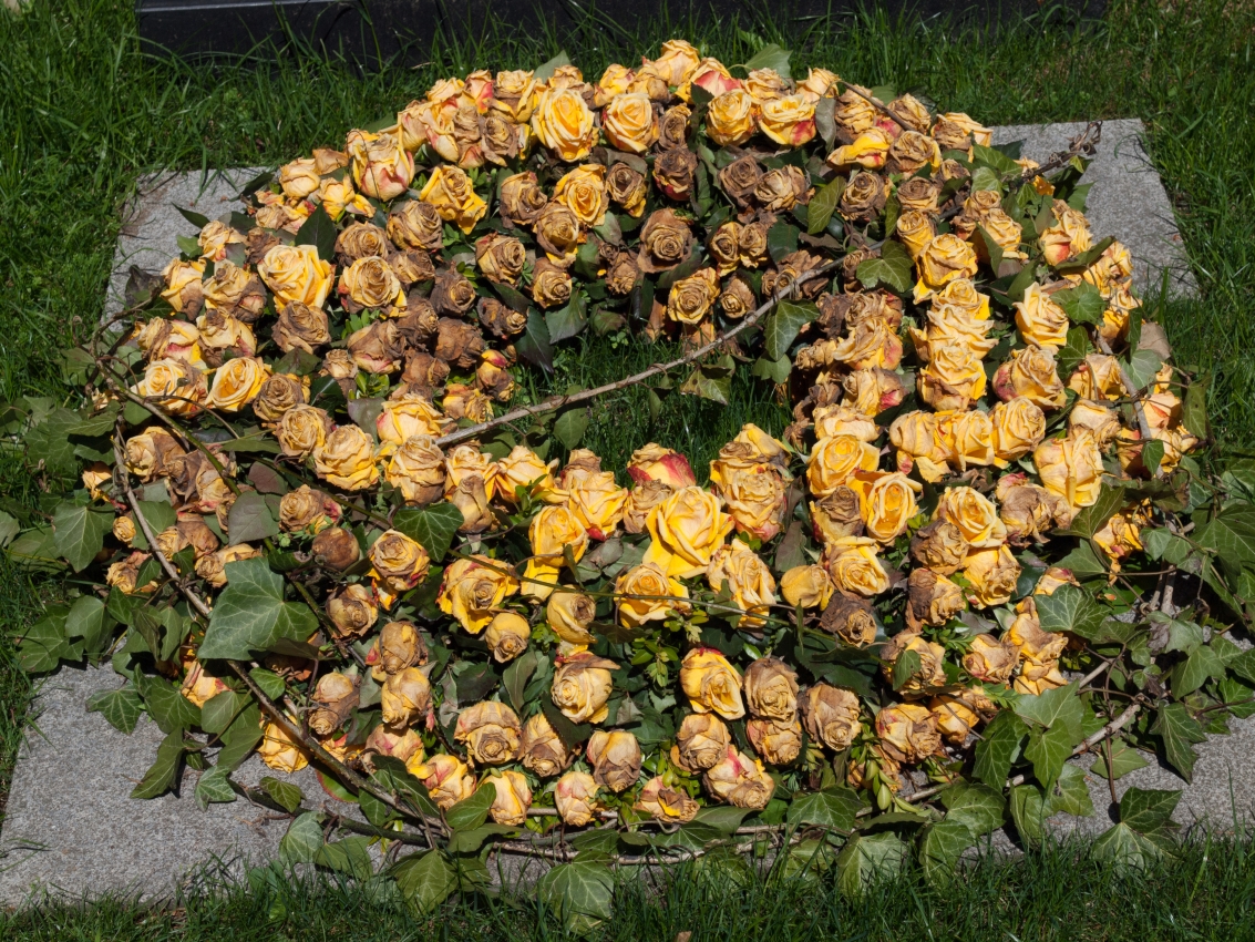 P5245436.jpg